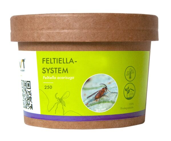 Feltiella-System - zwalczanie przędziorków