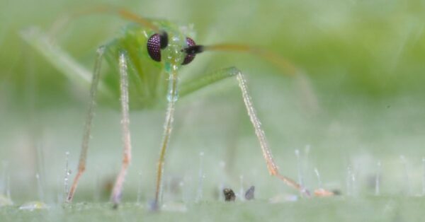 Macrolophus - System zwalczanie mączlików - obrazek 4