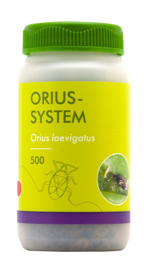 Orius - System - zwalczanie wciornastków