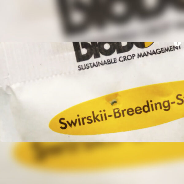 Swirskii-Breeding-System - zwalczanie mączlików i wciornastków - obrazek 3