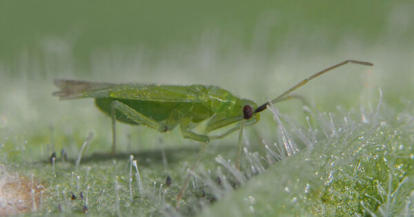 Macrolophus - System zwalczanie mączlików - obrazek 3